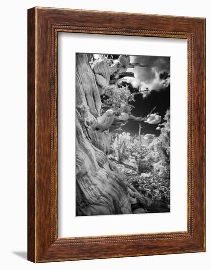 Infrared view of ancient bristlecone pines, White Mountains, California. Great Basin National Park-Adam Jones-Framed Photographic Print