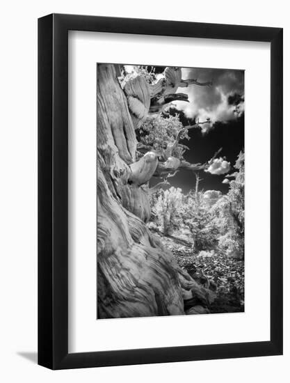 Infrared view of ancient bristlecone pines, White Mountains, California. Great Basin National Park-Adam Jones-Framed Photographic Print