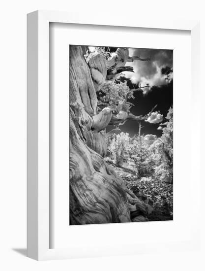 Infrared view of ancient bristlecone pines, White Mountains, California. Great Basin National Park-Adam Jones-Framed Photographic Print