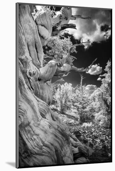 Infrared view of ancient bristlecone pines, White Mountains, California. Great Basin National Park-Adam Jones-Mounted Photographic Print