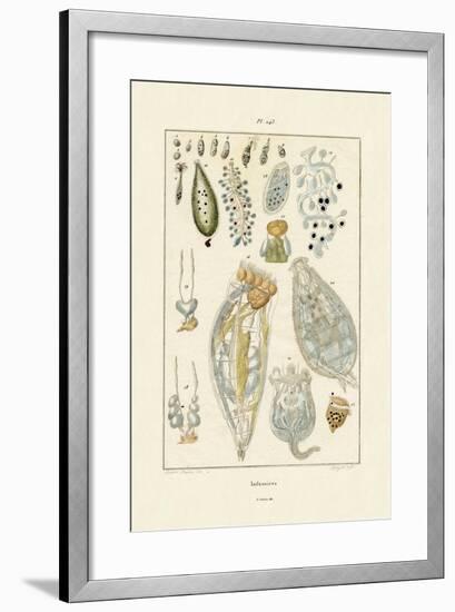 Infusoria, 1833-39-null-Framed Giclee Print