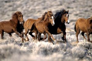 Herd of Wild Horses Running Free in Desert, Nevada, USA by Inga Spence