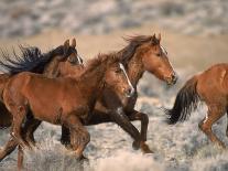 Wild Horses Running Through Desert, CA-Inga Spence-Framed Premier Image Canvas