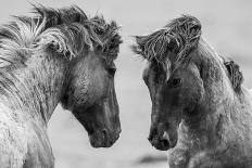 Fighting Horse-Inge Jansen-Mounted Photographic Print
