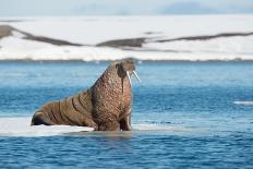 Walruses on Spitsbergen-Inge Jansen-Mounted Photographic Print