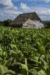 Cuba. Pinar Del Rio. Vinales. Barn Surrounded by Tobacco Fields-Inger Hogstrom-Photographic Print