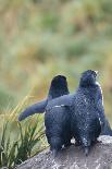 South Georgia. Antarctic Fur Seal, Arctocephalus Gazella, Pup-Inger Hogstrom-Framed Photographic Print