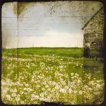 Field I-Ingrid Blixt-Stretched Canvas