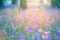 Field of Purple Flowers-Inguna Plume-Photographic Print