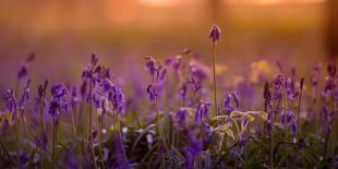 Field of Purple Flowers-Inguna Plume-Framed Premier Image Canvas