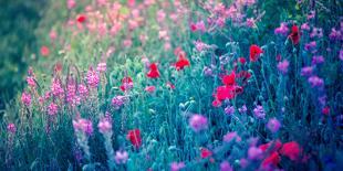Field of Purple Flowers-Inguna Plume-Framed Photographic Print