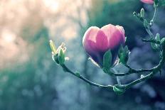 Pink Magnolia Blossom-Inguna Plume-Framed Premier Image Canvas