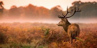 Red Deer Stag in the Early Morning Mist-Inguna Plume-Photographic Print