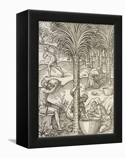 Inhabitants of Cape Verde Making Drinks from Palm Trees, Engraving from Universal Cosmology-Andre Thevet-Framed Premier Image Canvas
