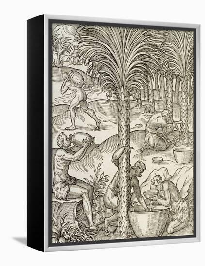 Inhabitants of Cape Verde Making Drinks from Palm Trees, Engraving from Universal Cosmology-Andre Thevet-Framed Premier Image Canvas