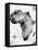 Ink Africa Map-anna42f-Framed Stretched Canvas