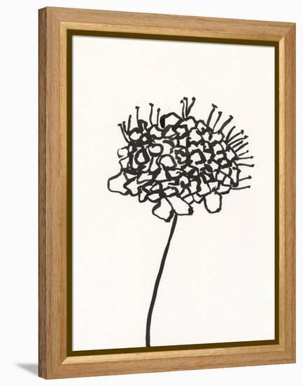 Ink Botanical Sketch V-J. Holland-Framed Stretched Canvas