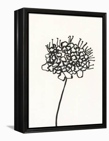 Ink Botanical Sketch V-J. Holland-Framed Stretched Canvas