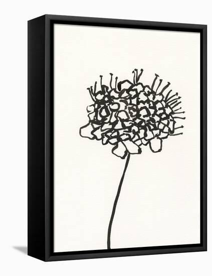 Ink Botanical Sketch V-J. Holland-Framed Stretched Canvas