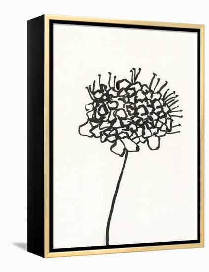 Ink Botanical Sketch V-J. Holland-Framed Stretched Canvas