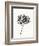 Ink Botanical Sketch V-J. Holland-Framed Art Print