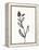 Ink Botanical Sketch VI-J. Holland-Framed Stretched Canvas