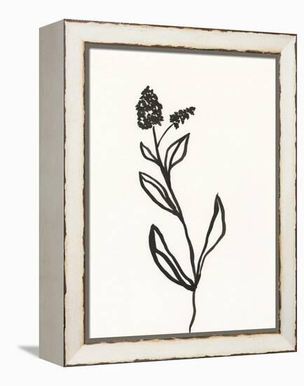 Ink Botanical Sketch VI-J. Holland-Framed Stretched Canvas