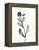 Ink Botanical Sketch VI-J. Holland-Framed Stretched Canvas