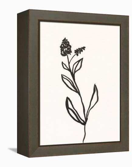 Ink Botanical Sketch VI-J. Holland-Framed Stretched Canvas