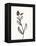 Ink Botanical Sketch VI-J. Holland-Framed Stretched Canvas