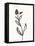 Ink Botanical Sketch VI-J. Holland-Framed Stretched Canvas