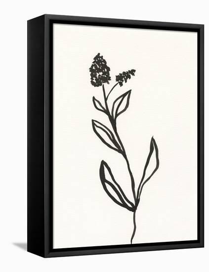 Ink Botanical Sketch VI-J. Holland-Framed Stretched Canvas