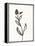 Ink Botanical Sketch VI-J. Holland-Framed Stretched Canvas