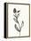 Ink Botanical Sketch VI-J. Holland-Framed Stretched Canvas