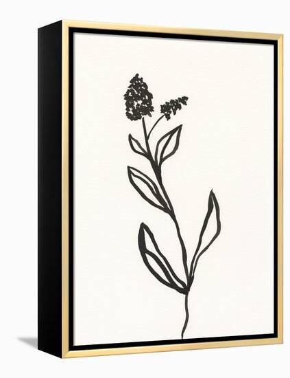 Ink Botanical Sketch VI-J. Holland-Framed Stretched Canvas