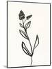 Ink Botanical Sketch VI-J. Holland-Mounted Art Print