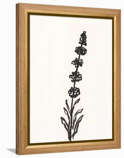 Ink Botanical Sketch VII-J. Holland-Framed Stretched Canvas