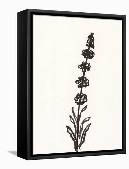 Ink Botanical Sketch VII-J. Holland-Framed Stretched Canvas