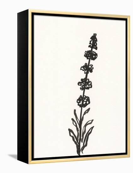 Ink Botanical Sketch VII-J. Holland-Framed Stretched Canvas