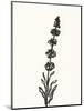 Ink Botanical Sketch VII-J. Holland-Mounted Art Print