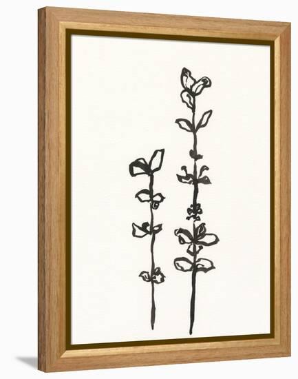 Ink Botanical Sketch VIII-J. Holland-Framed Stretched Canvas