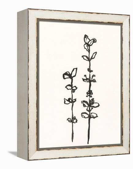 Ink Botanical Sketch VIII-J. Holland-Framed Stretched Canvas