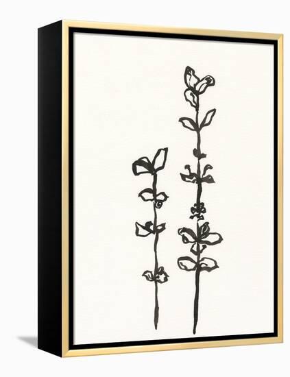 Ink Botanical Sketch VIII-J. Holland-Framed Stretched Canvas