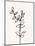 Ink Botanical Sketch X-J. Holland-Mounted Art Print