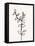 Ink Botanical Sketch X-J. Holland-Framed Stretched Canvas