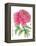 Ink Painting Of Chinese Peony Translation: The Blossom Of Prosperity-yienkeat-Framed Stretched Canvas