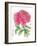 Ink Painting Of Chinese Peony Translation: The Blossom Of Prosperity-yienkeat-Framed Art Print