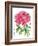 Ink Painting Of Chinese Peony Translation: The Blossom Of Prosperity-yienkeat-Framed Art Print
