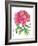 Ink Painting Of Chinese Peony Translation: The Blossom Of Prosperity-yienkeat-Framed Art Print