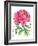 Ink Painting Of Chinese Peony Translation: The Blossom Of Prosperity-yienkeat-Framed Art Print